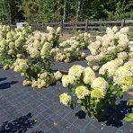Hortenzia metlinatá (Hydrangea paniculata) ´SILVER DOLLAR´ - výška 20-30 cm, kont. C2L